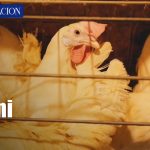 Nicaragua fortalece su producción avícola y se mantiene libre de influenza aviar Foto: Nicaragua fortalece su producción avícola y se mantiene libre de influenza aviar/TN8