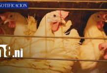 Foto: Nicaragua fortalece su producción avícola y se mantiene libre de influenza aviar/TN8
