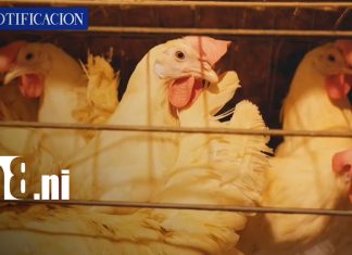 Nicaragua fortalece su producción avícola y se mantiene libre de influenza aviar Foto: Nicaragua fortalece su producción avícola y se mantiene libre de influenza aviar/TN8