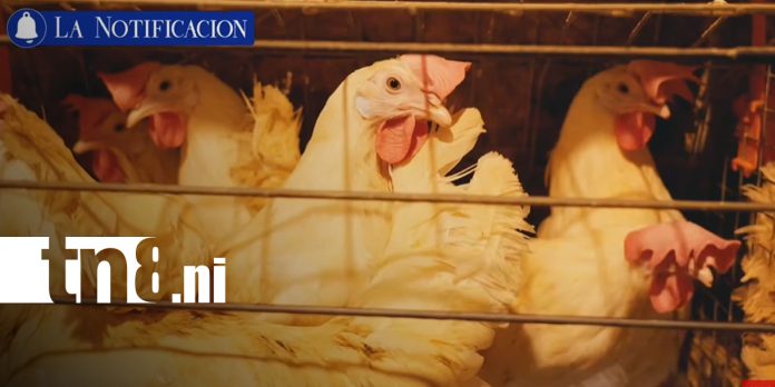 Foto: Nicaragua fortalece su producción avícola y se mantiene libre de influenza aviar/TN8