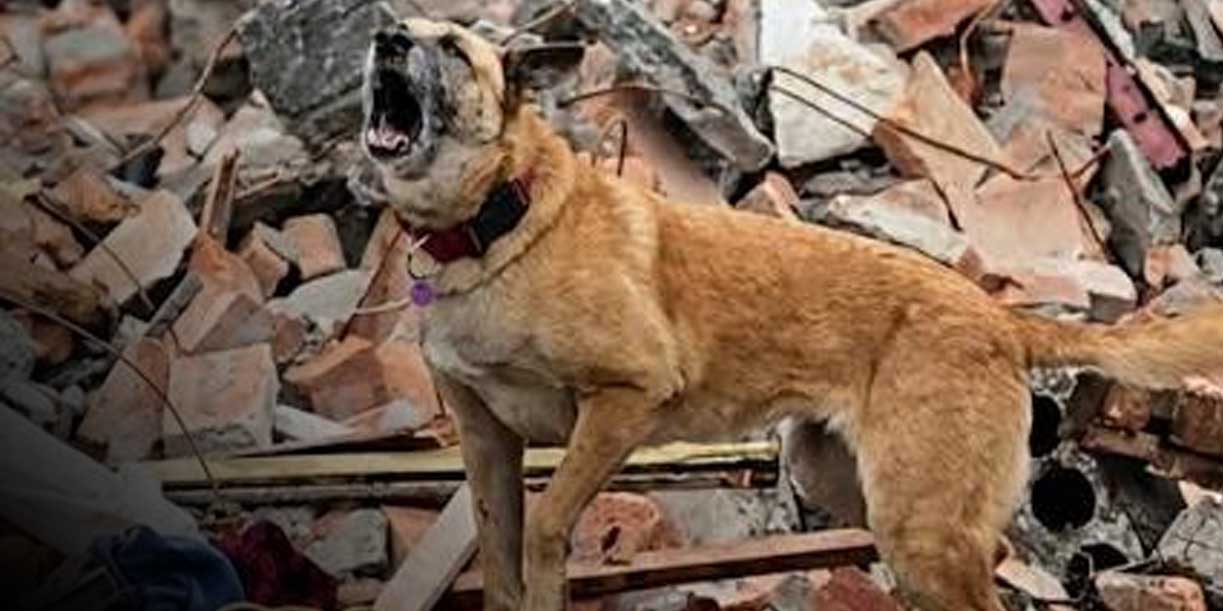 Foto:Héroes de cuatro patas: perros rescatistas desafían los escombros tras los sismos en Venezuela/Cortesía