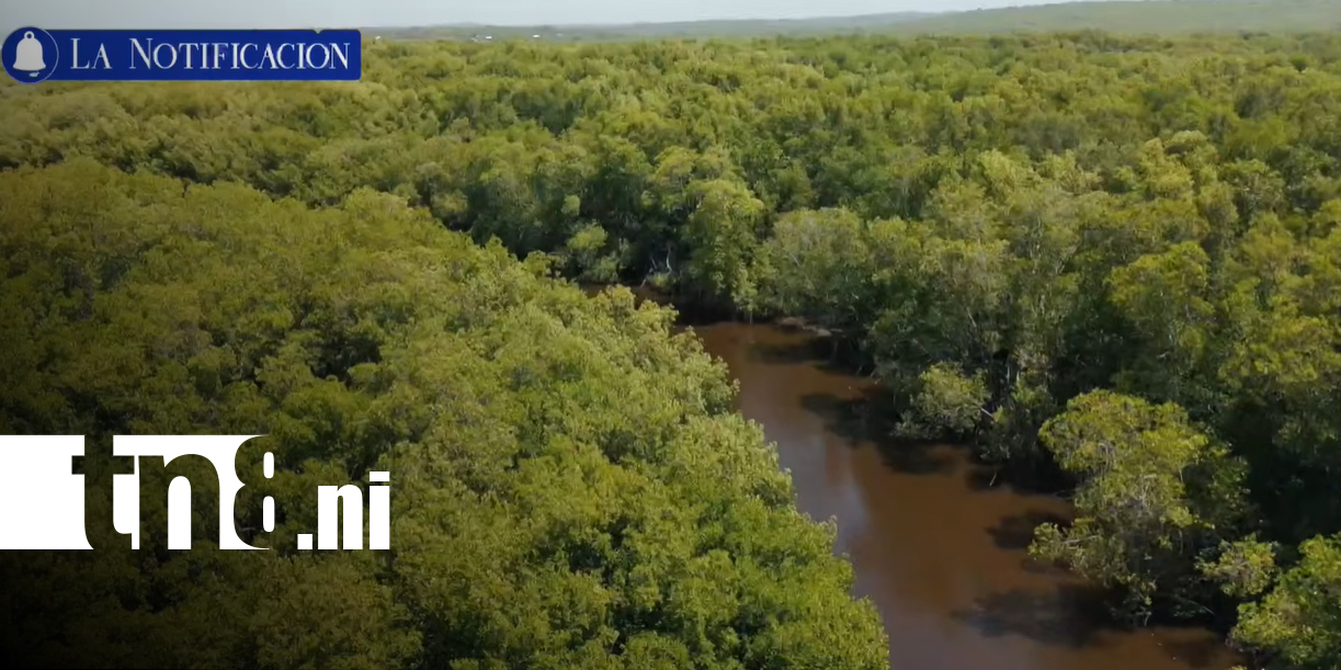 Foto: Isla Juan Venado, ejemplo de conservación de los manglares en Nicaragua/TN8