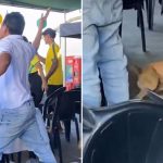 Perro celebra el gol de Brasil y conquista las redes durante el Mundial 2026 (VIDEO) Foto: Perro celebra el gol de Brasil y se hace viral/Cortesía