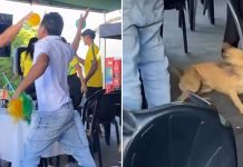 Foto: Perro celebra el gol de Brasil y se hace viral/Cortesía