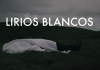 Foto: Lirios Blancos es el nuevo sencillo de la banda Zolca