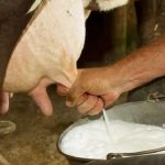 Industria láctea de Nicaragua se consolida y deja atrás el histórico «golpe de leche» Foto: Fortalecimiento del sector lácteo en Nicaragua