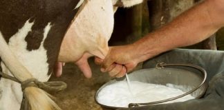 Foto: Fortalecimiento del sector lácteo en Nicaragua