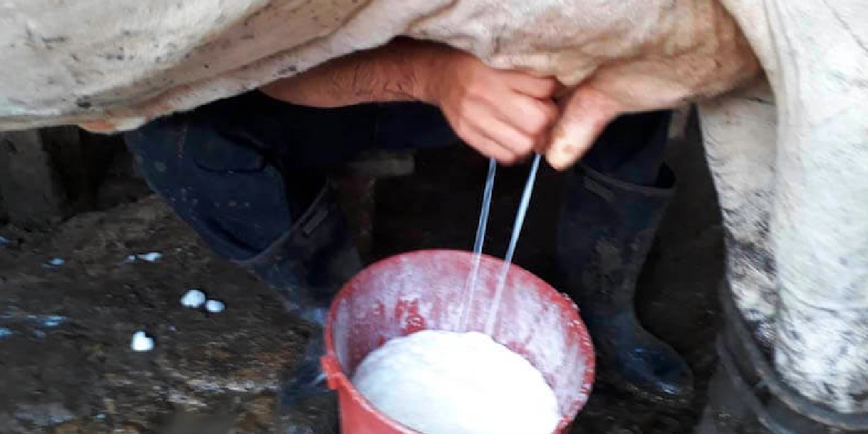 Foto: Fortalecimiento del sector lácteo en Nicaragua