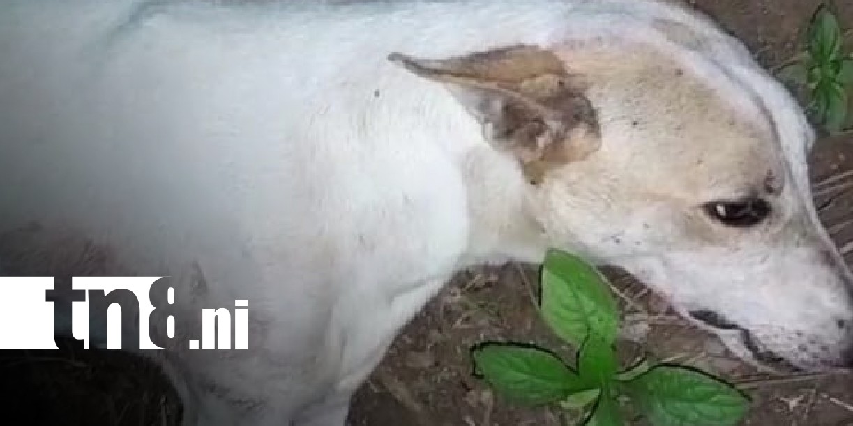 Foto: Ataque mortal a un perro en Jinotepe / TN8