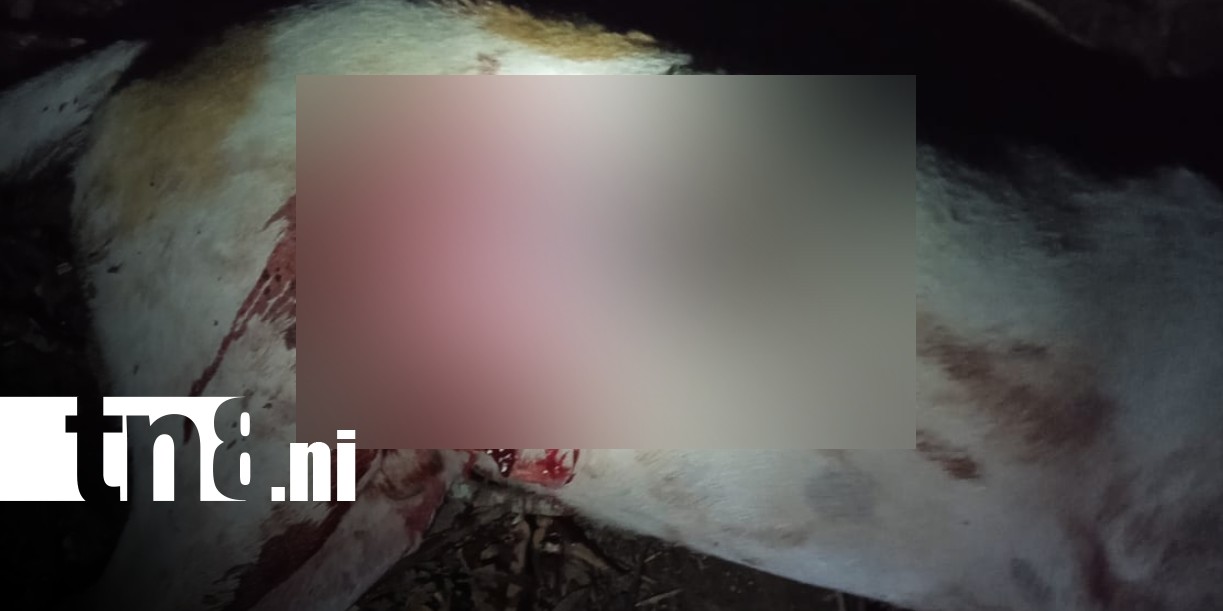 Foto: Ataque mortal a un perro en Jinotepe / TN8