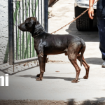 Foto: Hombre muere tras mordedura de perro en Managua / TN8