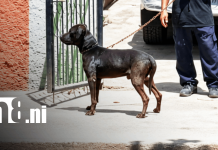 Foto: Hombre muere tras mordedura de perro en Managua / TN8