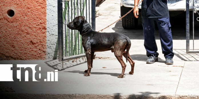 Foto: Hombre muere tras mordedura de perro en Managua / TN8