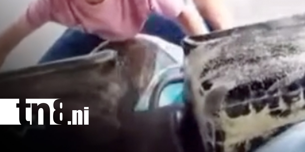 Foto: Menor al volante de una caponera en Managua / TN8