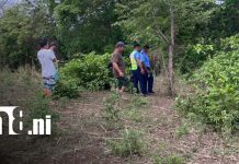 Foto: Robo de vaca causa conmoción en Rivas / TN8