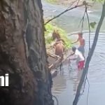 Captan a hombre golpeando a un caballo cargado de arena en Chinandega Foto: Maltrato animal en Chinandega / TN8