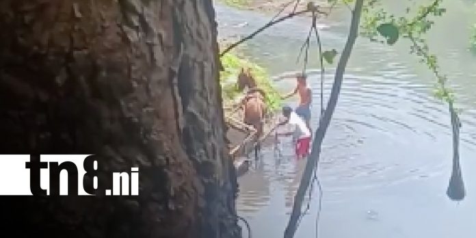 Foto: Maltrato animal en Chinandega / TN8 Foto: Maltrato animal en Chinandega / TN8