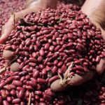 Frijol de Nicaragua cruza fronteras para garantizar abastecimiento en Honduras