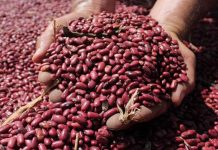 Frijol de Nicaragua cruza fronteras para garantizar abastecimiento en Honduras