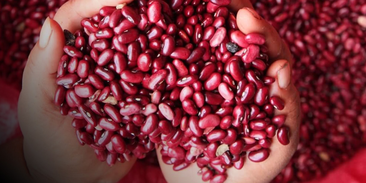 Foto: Producción de frijol en Nicaragua
