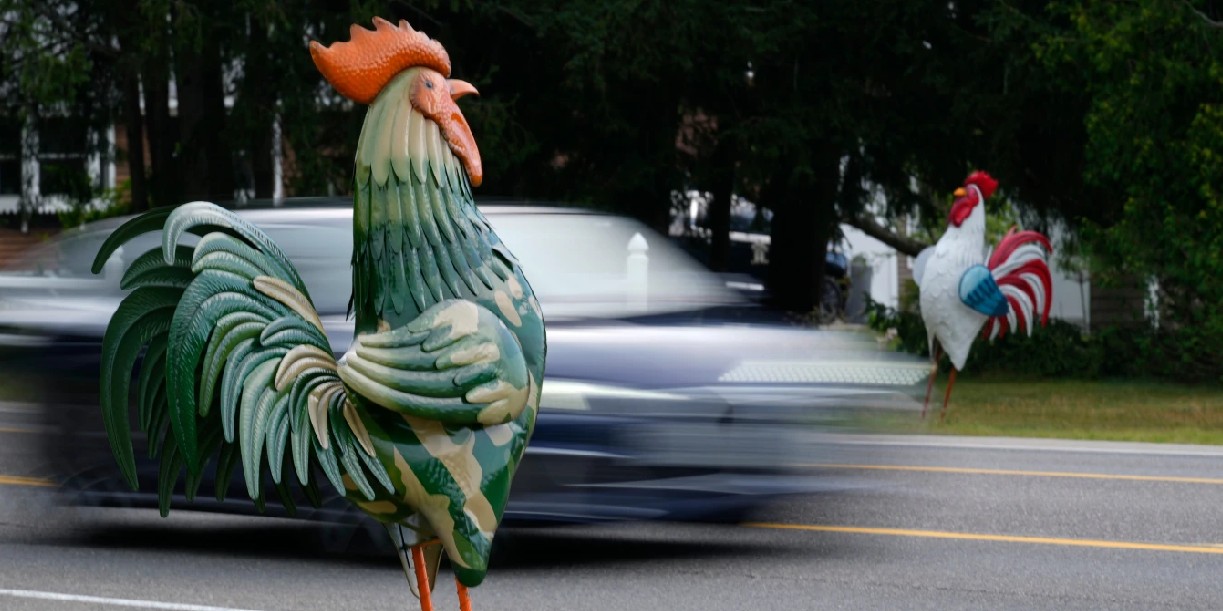 Foto: Los gallos metálicos de Maine se vuelven virales