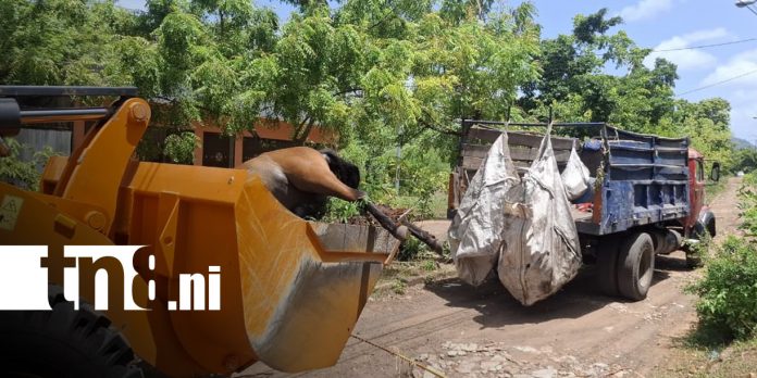 Foto: Equinos muertos en terreno de Granada / TN8