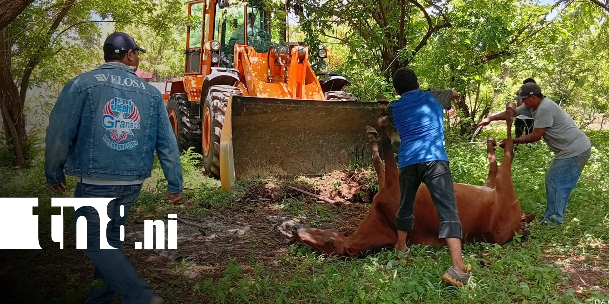 Foto: Equinos muertos en terreno de Granada / TN8