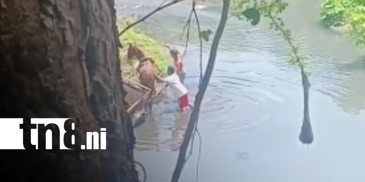 Foto: Maltrato animal en Chinandega / TN8