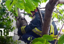 Foto: Rescate de mapache en Managua / TN8