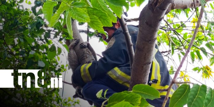Foto: Rescate de mapache en Managua / TN8 Foto: Rescate de mapache en Managua / TN8