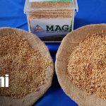 Semillas mejoradas de arroz para fortalecer la producción agrícola en Nandaime Foto: Semillas de calidad para productores de Nandaime / TN8