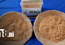 Semillas mejoradas de arroz para fortalecer la producción agrícola en Nandaime Foto: Semillas de calidad para productores de Nandaime / TN8