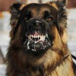 Foto: Niña de 2 años muere tras ser arrastrada por un perro a un bosque en Arkansas / Cortesía