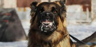 Foto: Niña de 2 años muere tras ser arrastrada por un perro a un bosque en Arkansas / Cortesía