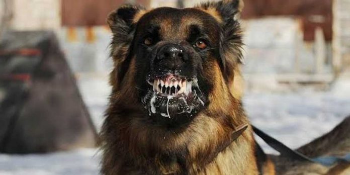 1 Foto: Niña de 2 años muere tras ser arrastrada por un perro a un bosque en Arkansas / Cortesía