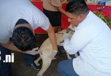 Jornada de salud animal se realizó en Bluefields de manera gratuita Foto: Jornada de salud animal se realizó en Bluefields de manera gratuita/TN8