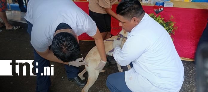 1 Foto: Jornada de salud animal se realizó en Bluefields de manera gratuita/TN8