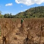 Honduras activa alerta roja por sequía y déficit de lluvias en el Corredor Seco