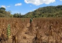 Honduras activa alerta roja por sequía y déficit de lluvias en el Corredor Seco