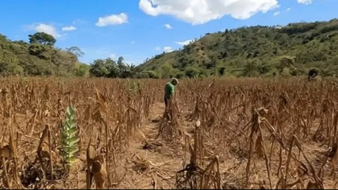 Foto: Honduras declara alerta roja por sequía/Cortesía