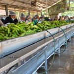 MAG reporta crecimiento en el acopio de plátano procesado durante el primer semestre de 2026 Foto: Más de 11 millones de kilogramos de plátano fortalecen la cadena productiva nacional/Cortesía