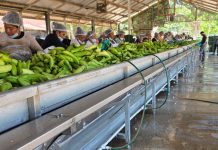 Foto: Más de 11 millones de kilogramos de plátano fortalecen la cadena productiva nacional/Cortesía