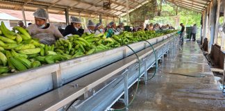 Foto: Más de 11 millones de kilogramos de plátano fortalecen la cadena productiva nacional/Cortesía