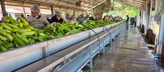 Foto: Más de 11 millones de kilogramos de plátano fortalecen la cadena productiva nacional/Cortesía Foto: Más de 11 millones de kilogramos de plátano fortalecen la cadena productiva nacional/Cortesía