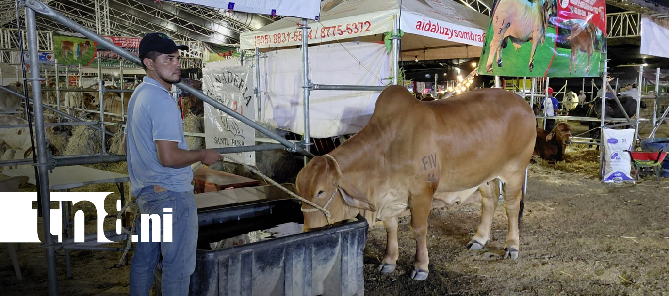 Foto: Feria Agostina 2026 reúne a miles de visitantes en Managua/TN8