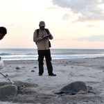 Foto: Miles de tortugas paslama protagonizan nueva arribada en Nicaragua/Cortesía