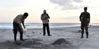 Foto: Miles de tortugas paslama protagonizan nueva arribada en Nicaragua/Cortesía