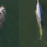 Delfín permaneció seis días junto a su cría muerta antes de dejarla ir en Australia Foto: La conmovedora historia de una delfín que no abandonó a su cría durante seis días/Cortesía