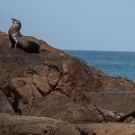 ¡Sorpresa en Las Peñitas! León marino aparece frente a las costas de León Foto: ¡Sorpresa en Las Peñitas! Aparece un león marino/TN8