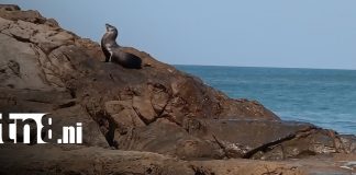 Foto: ¡Sorpresa en Las Peñitas! Aparece un león marino/TN8